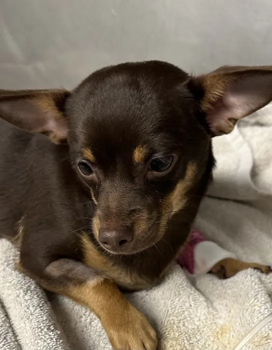 Aldrich Animal Hospital Picture 3