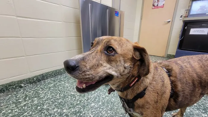 Dix Hills Animal Hospital Picture 6
