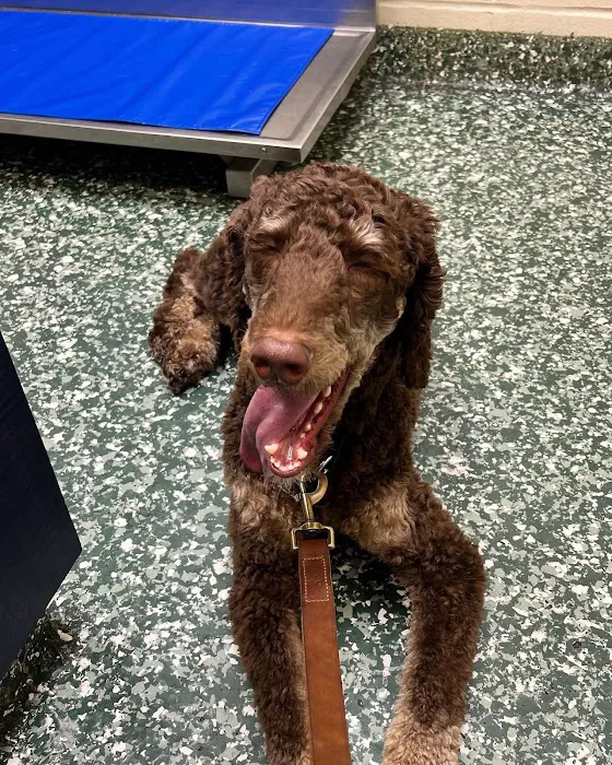 Dix Hills Animal Hospital Picture 3
