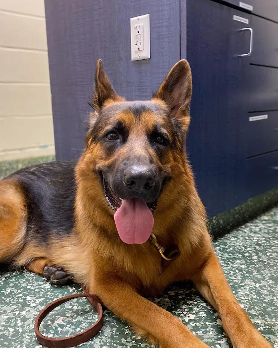 Dix Hills Animal Hospital Picture 7