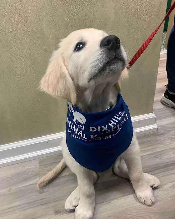 Dix Hills Animal Hospital Picture 8