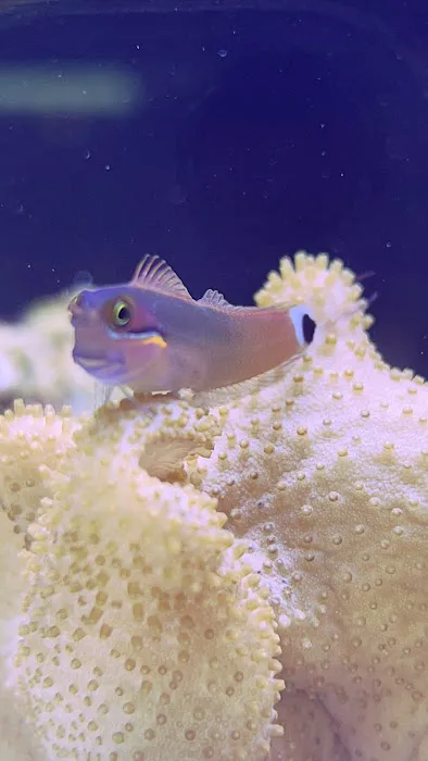 7 Seas Aquatics LLC Picture 1