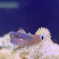 7 Seas Aquatics LLC ico