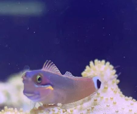 7 Seas Aquatics LLC