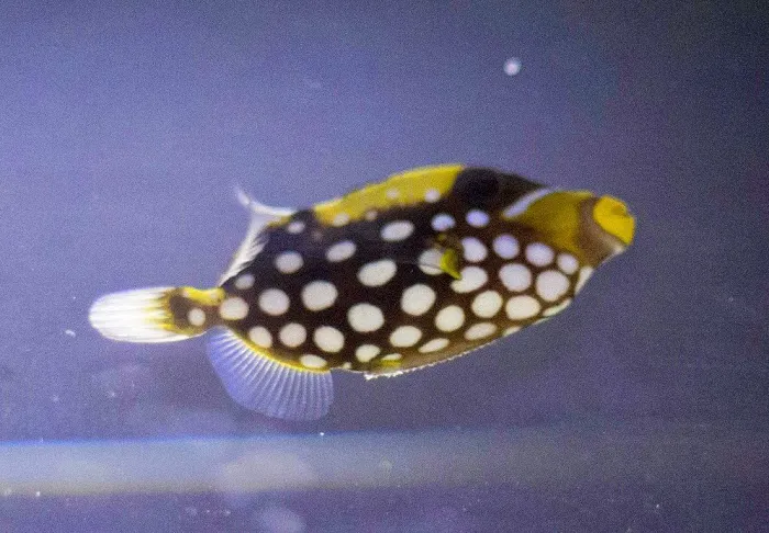 7 Seas Aquatics LLC Picture 5