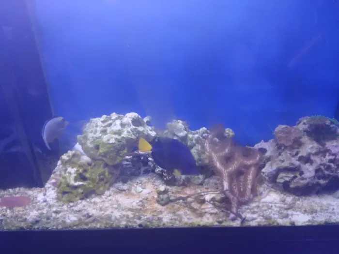 7 Seas Aquatics LLC Picture 2