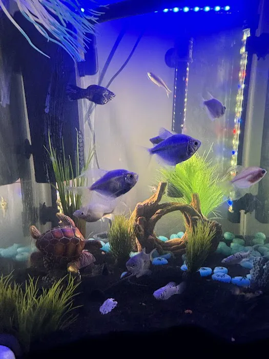 7 Seas Aquatics LLC Picture 9