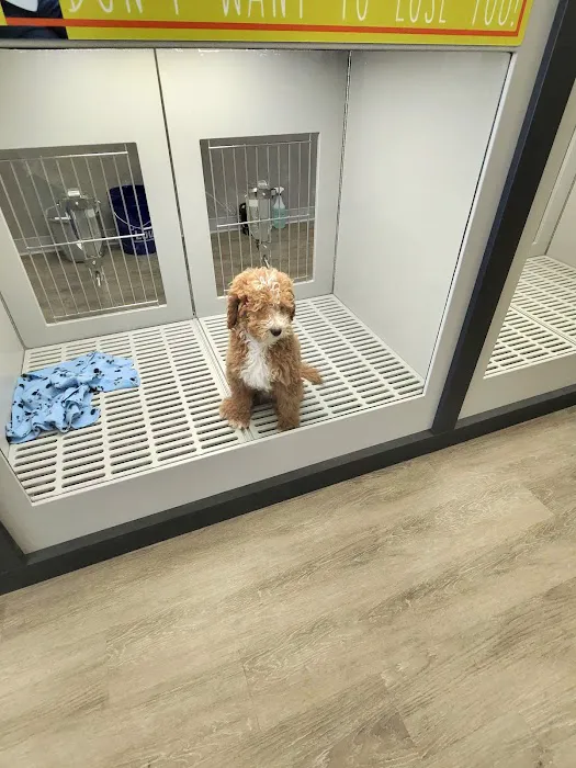 Petland Nashville Picture 3