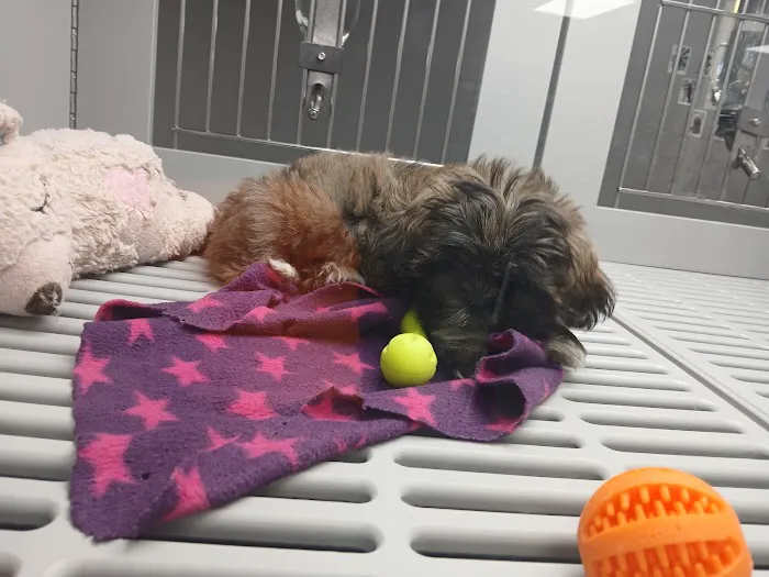 Petland Nashville Picture 5