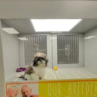 Petland Nashville ico