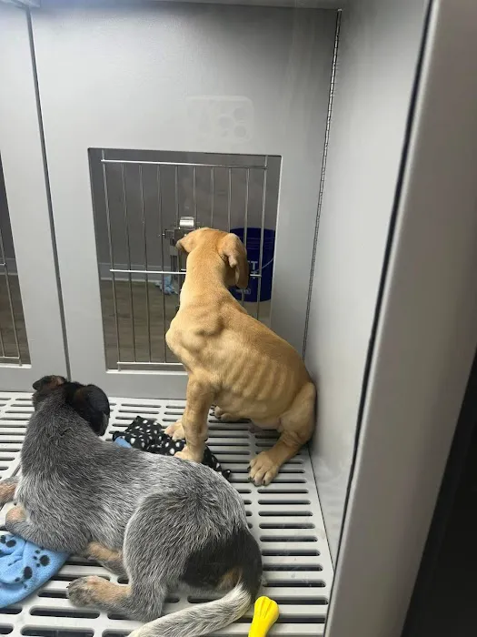 Petland Nashville Picture 10