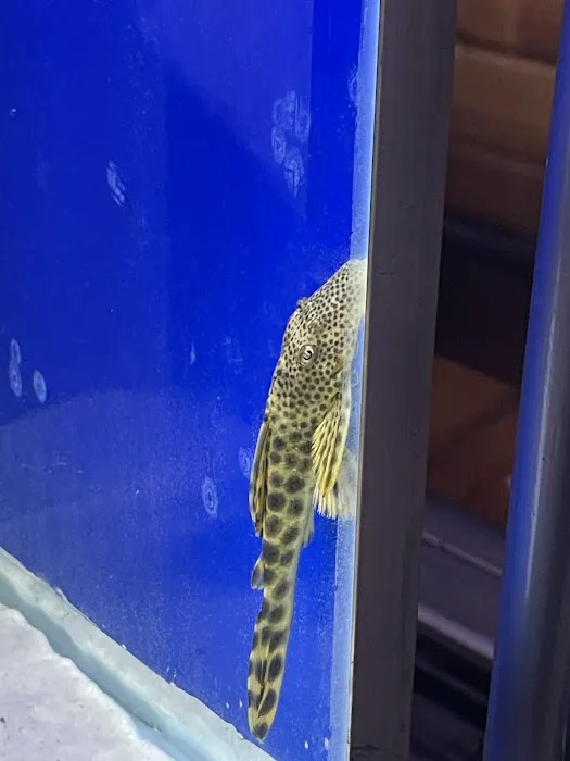 onlinetropicalfish.com Picture 1