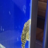onlinetropicalfish.com ico