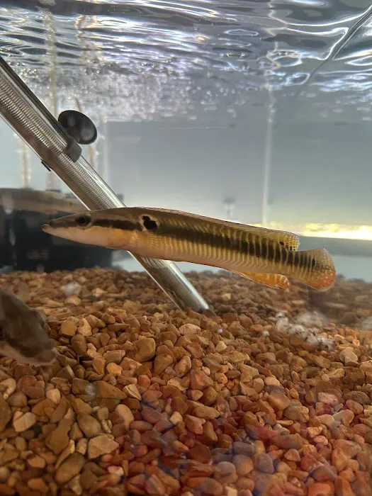onlinetropicalfish.com Picture 8