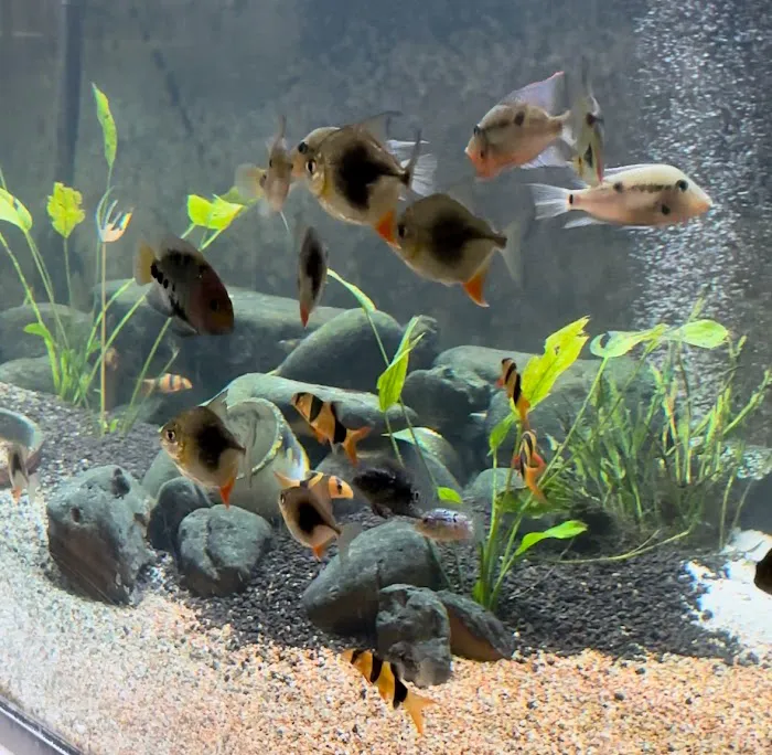 onlinetropicalfish.com Picture 10