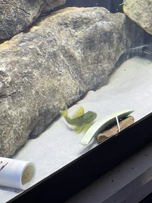 onlinetropicalfish.com Picture 2