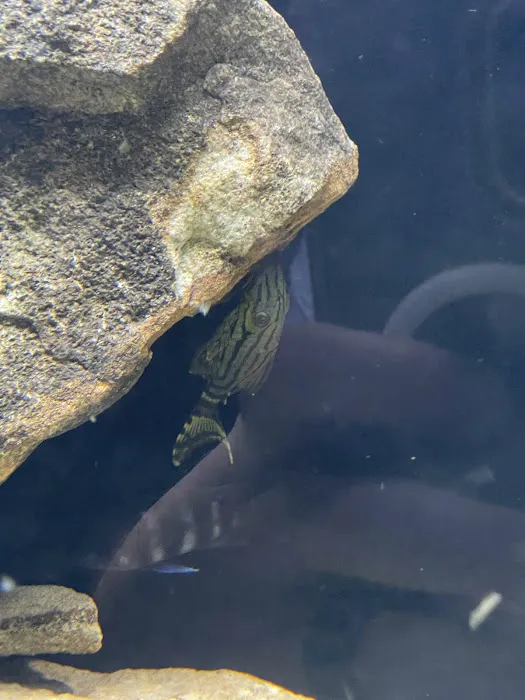 onlinetropicalfish.com Picture 3