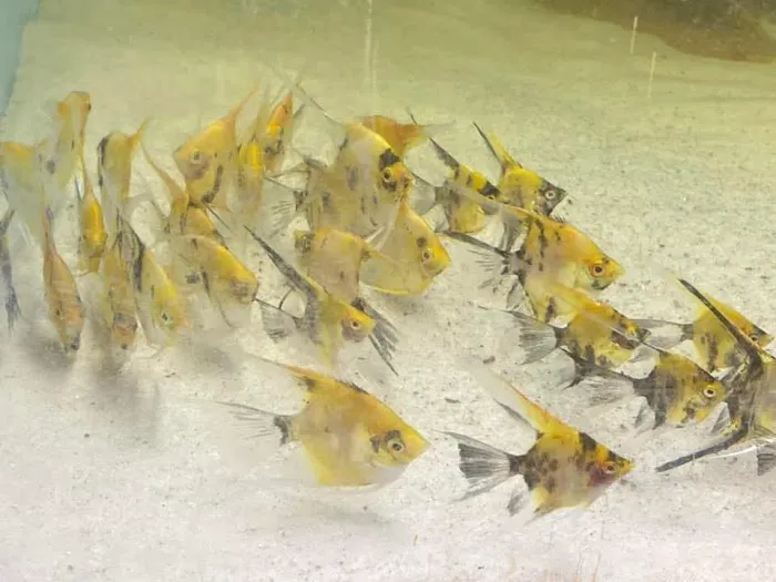 onlinetropicalfish.com Picture 9