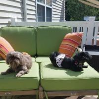 Greenlawn Animal Hospital ico