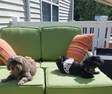 Greenlawn Animal Hospital