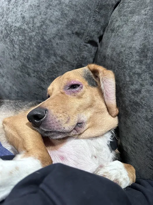 North Shore Veterinary Hospital Picture 5