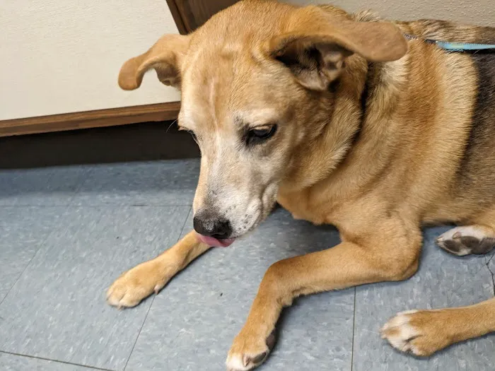 North Shore Veterinary Hospital Picture 9