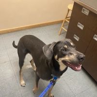 North Shore Veterinary Hospital ico