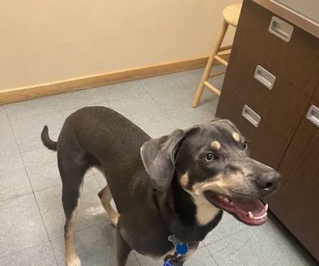 North Shore Veterinary Hospital