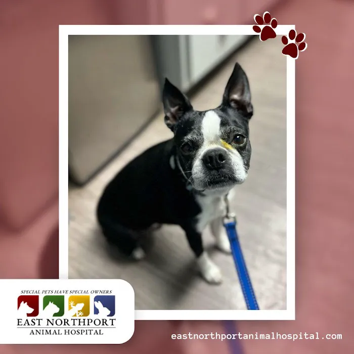 East Northport Animal Hospital Picture 9
