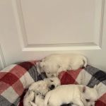 Blue Sky Puppies Nashville Tennessee