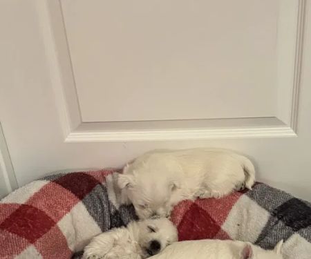 Blue Sky Puppies Nashville Tennessee