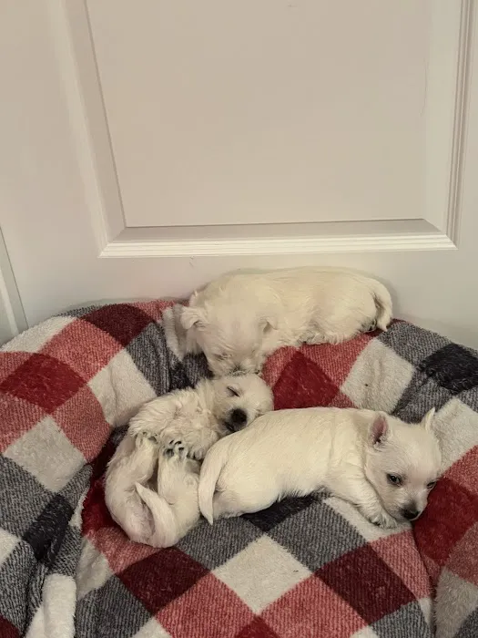 Blue Sky Puppies Nashville Tennessee Picture 2