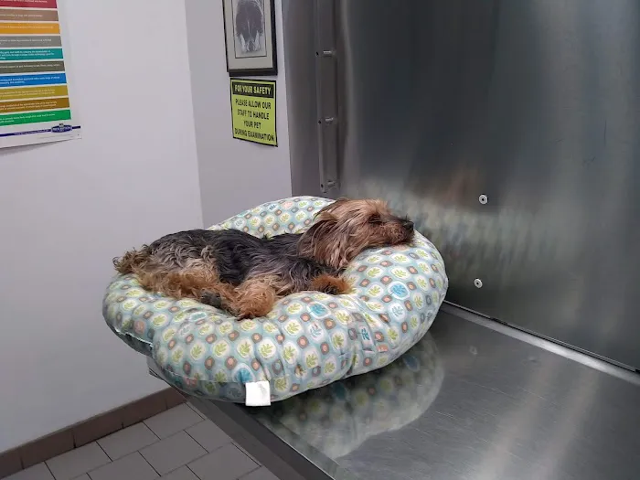 Babylon Animal Hospital Picture 6