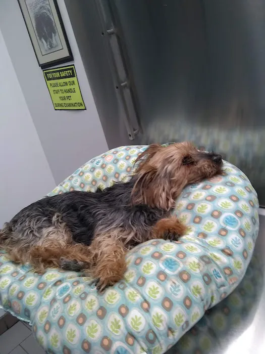 Babylon Animal Hospital Picture 5