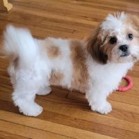 Babylon Animal Hospital ico