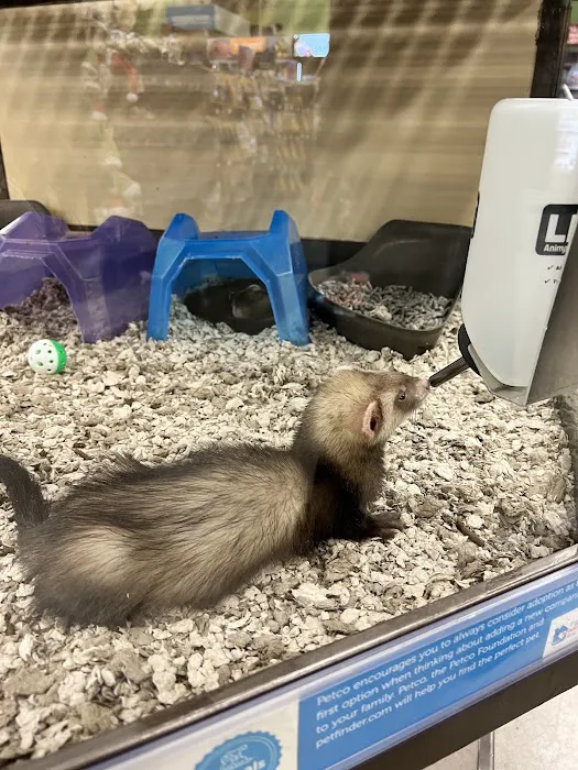 Petco Picture 8