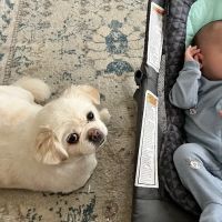 West Babylon Animal Hospital ico