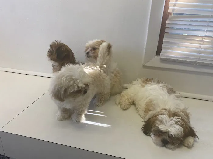 West Babylon Animal Hospital Picture 7