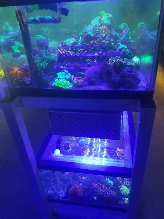 Emerald Bay Fish & Reptile Picture 8