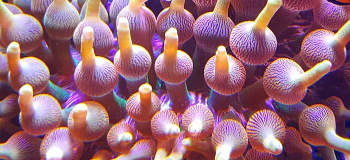 Emerald Bay Fish & Reptile Picture 1
