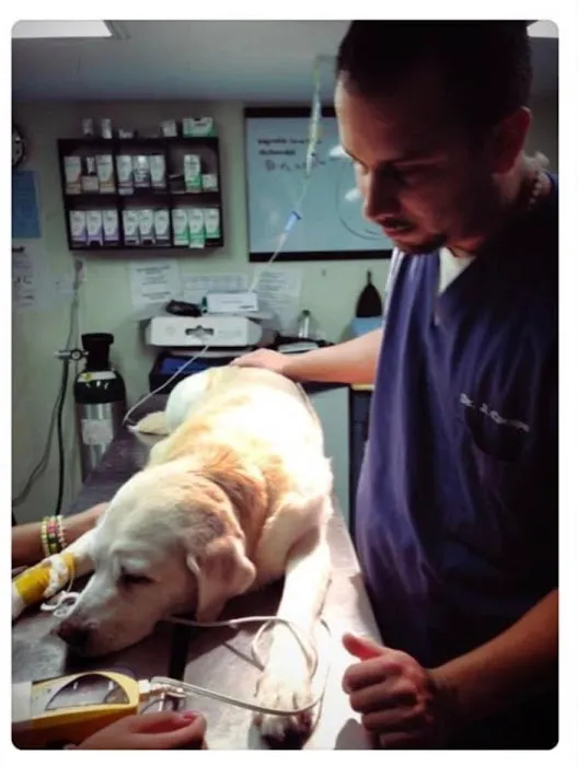 Suffolk Animal Hospital NY Picture 1