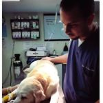 Suffolk Animal Hospital NY