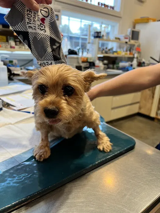Veterinary Medical Center of Long Island Picture 7