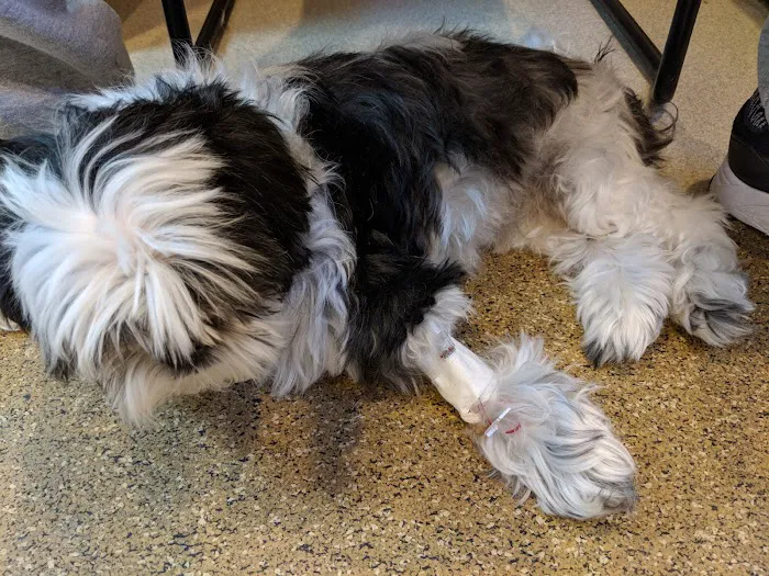 Veterinary Medical Center of Long Island Picture 8