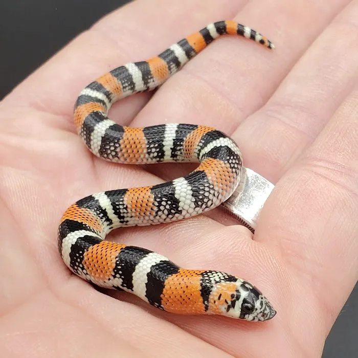 Reptile Collective Picture 8