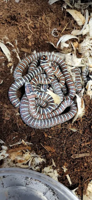 Reptile Collective Picture 9