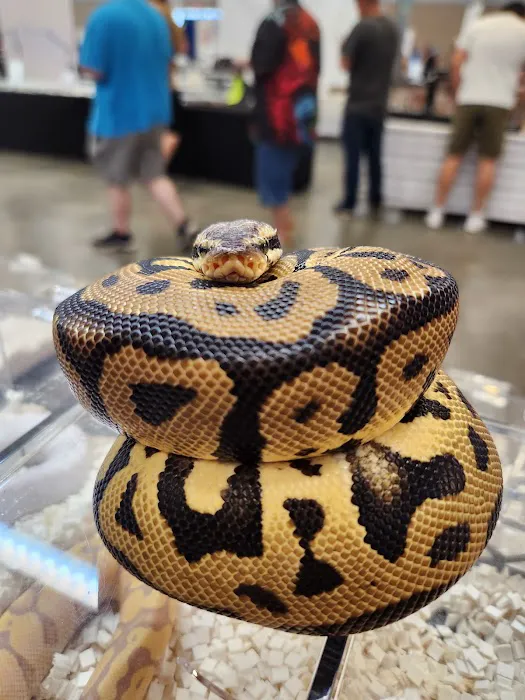 Reptile Collective Picture 10