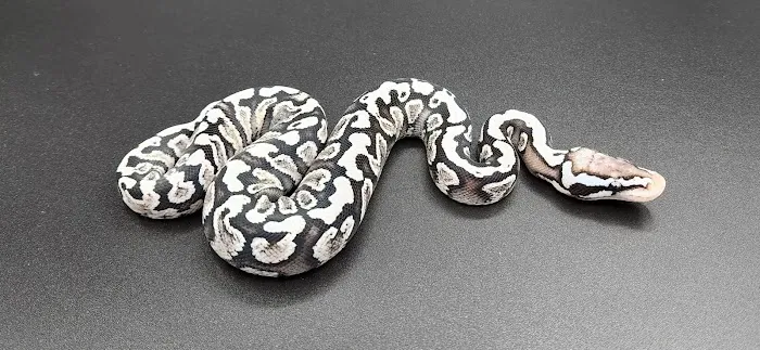 Reptile Collective Picture 7