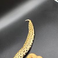 Reptile Collective ico