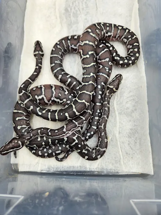 Reptile Collective Picture 6